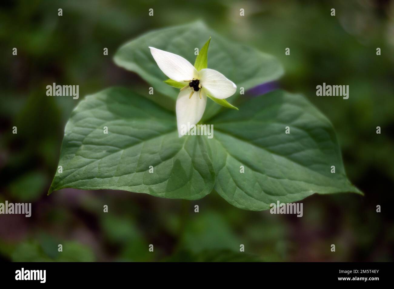 TN00099-00 - Tennessee - Trillium flower, Great Smoky Mountains  National Park. Stock Photo