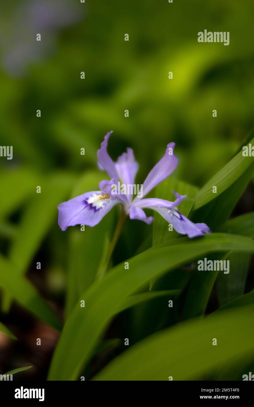 TN00100-00....Tennessee - Wild Iris in Great Smoky Mountains National Park. Lensbaby Edge 50 lens photograph. Stock Photo