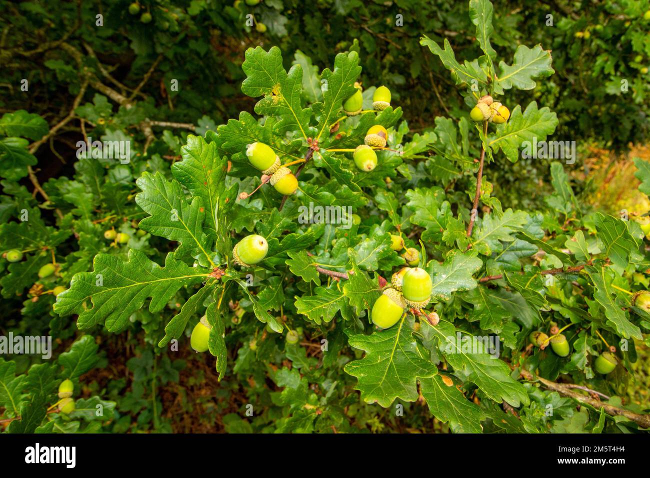 Close up natural plant portrait of Acorns flourishing in an English autumn Stock Photo