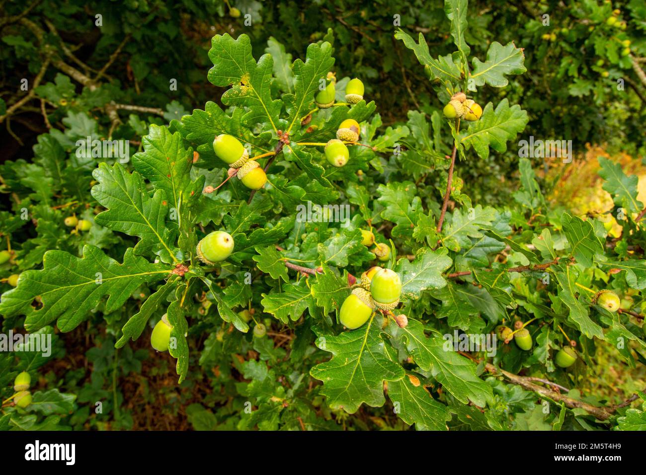 Close up natural plant portrait of Acorns flourishing in an English autumn Stock Photo