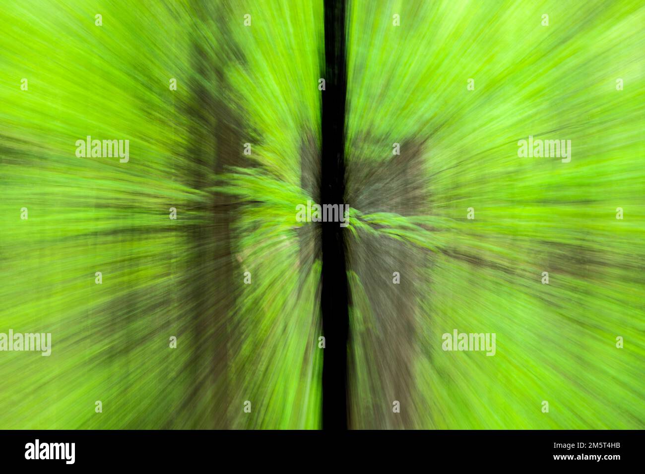 TN00120-00....Tennessee - Abstract of trees in Great Smoky Mountains ...