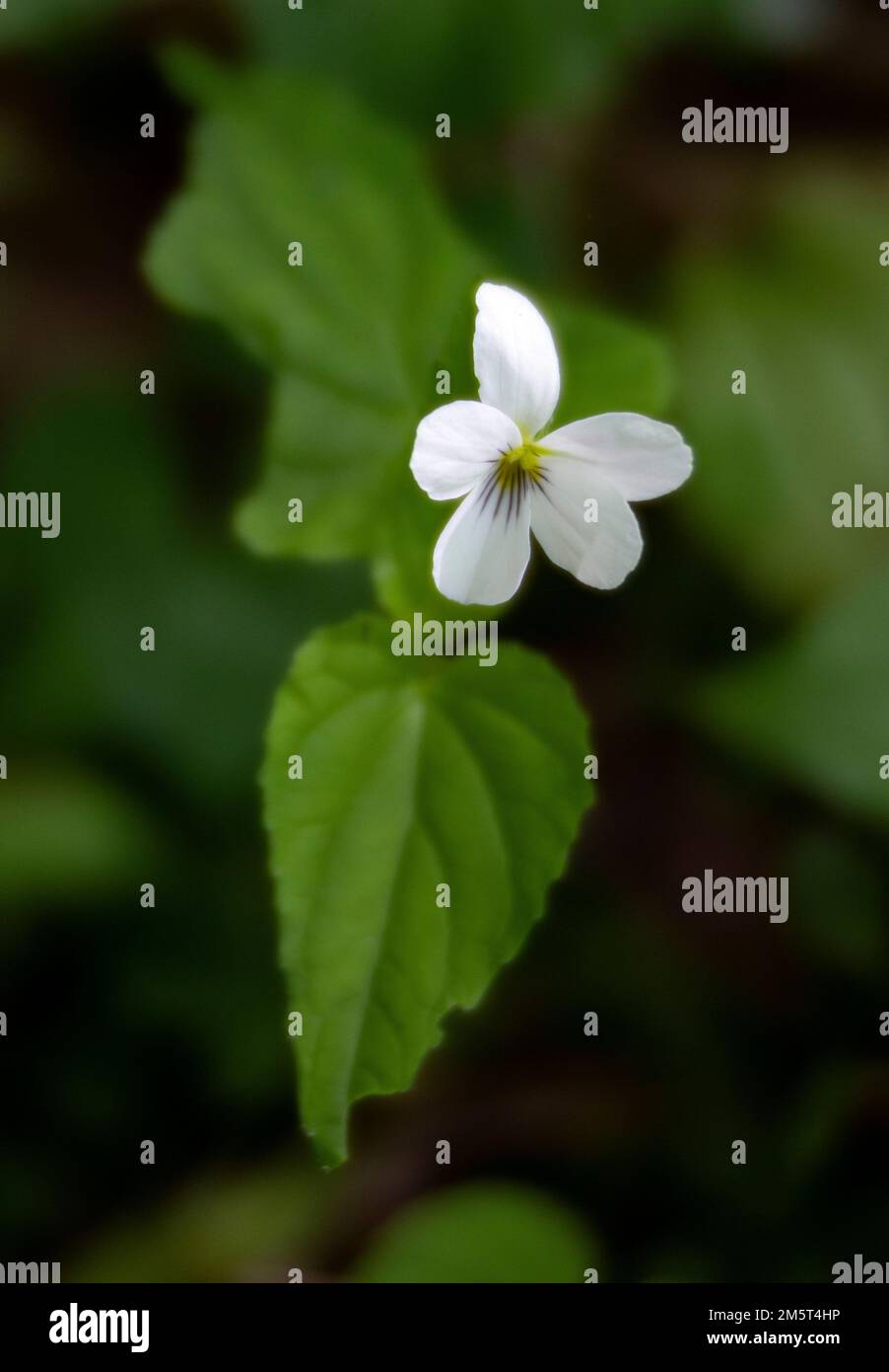 TN00126-00....Tennessee - Closeup of White Violet, Viola incognita, in Great Smoky Mountains National Park. Stock Photo