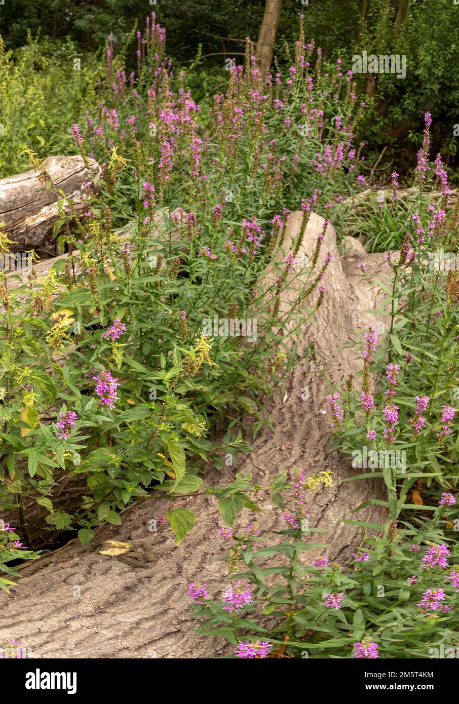 Natures chaos; natural environmental patterns formed by shapes in an