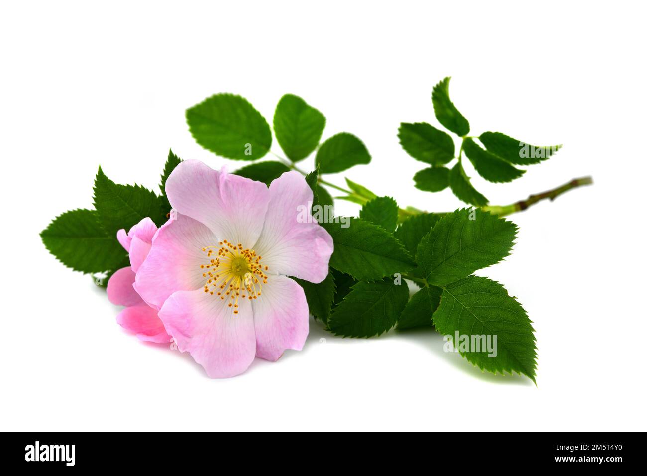 Branch of a dog rose with pink blossom Stock Photo