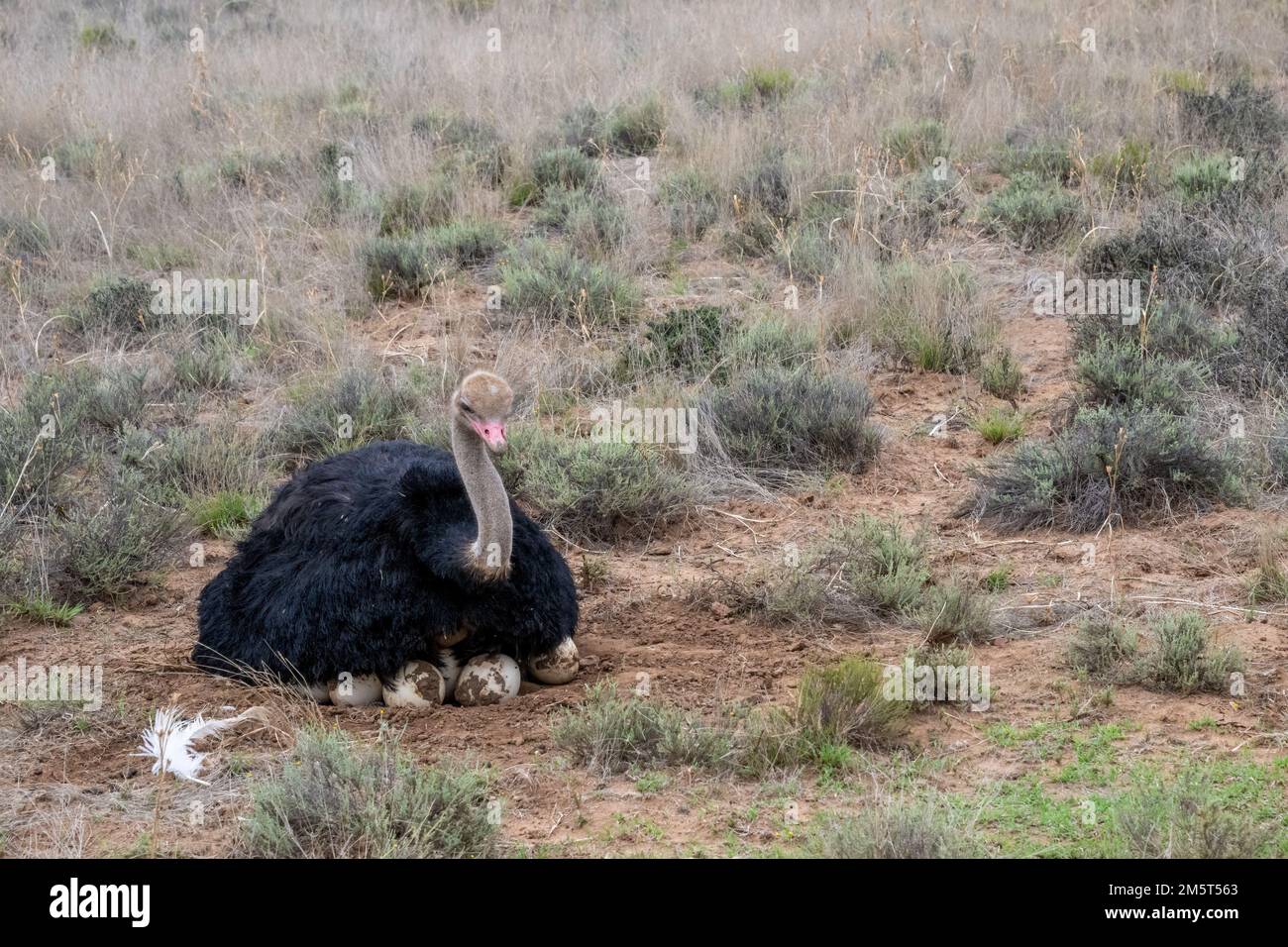 Male African Ostrich Sitting on Nest with over a Dozen Eggs Stock Photo