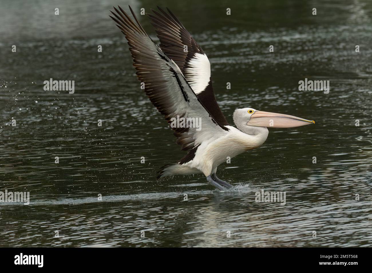 The Australian pelican (Pelecanus conspicillatus ) is taking off is a very large waterbird in the family Pelecanidae, widespread in Australia Stock Photo