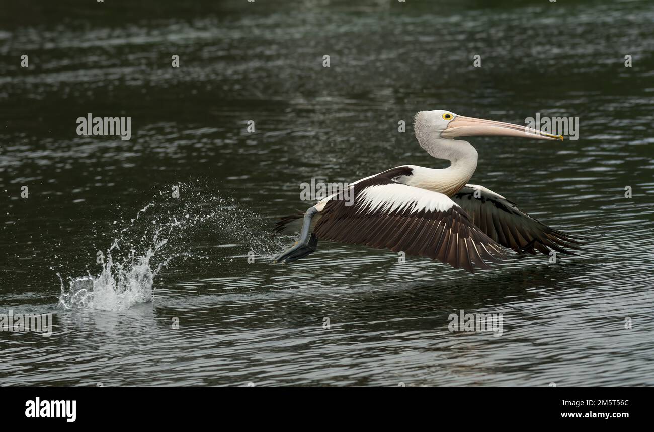 The Australian pelican (Pelecanus conspicillatus ) is taking off is a very large waterbird in the family Pelecanidae, widespread in Australia. Stock Photo