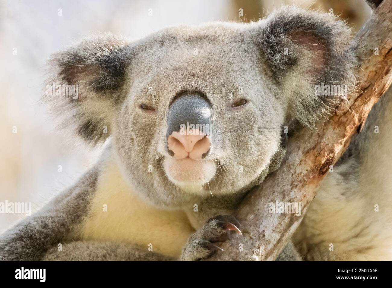 Koala (Phascolarctos cinereus),  is related to the kangaroo and the wombat. The koala is a marsupial mammal. also called a koala bear. Stock Photo