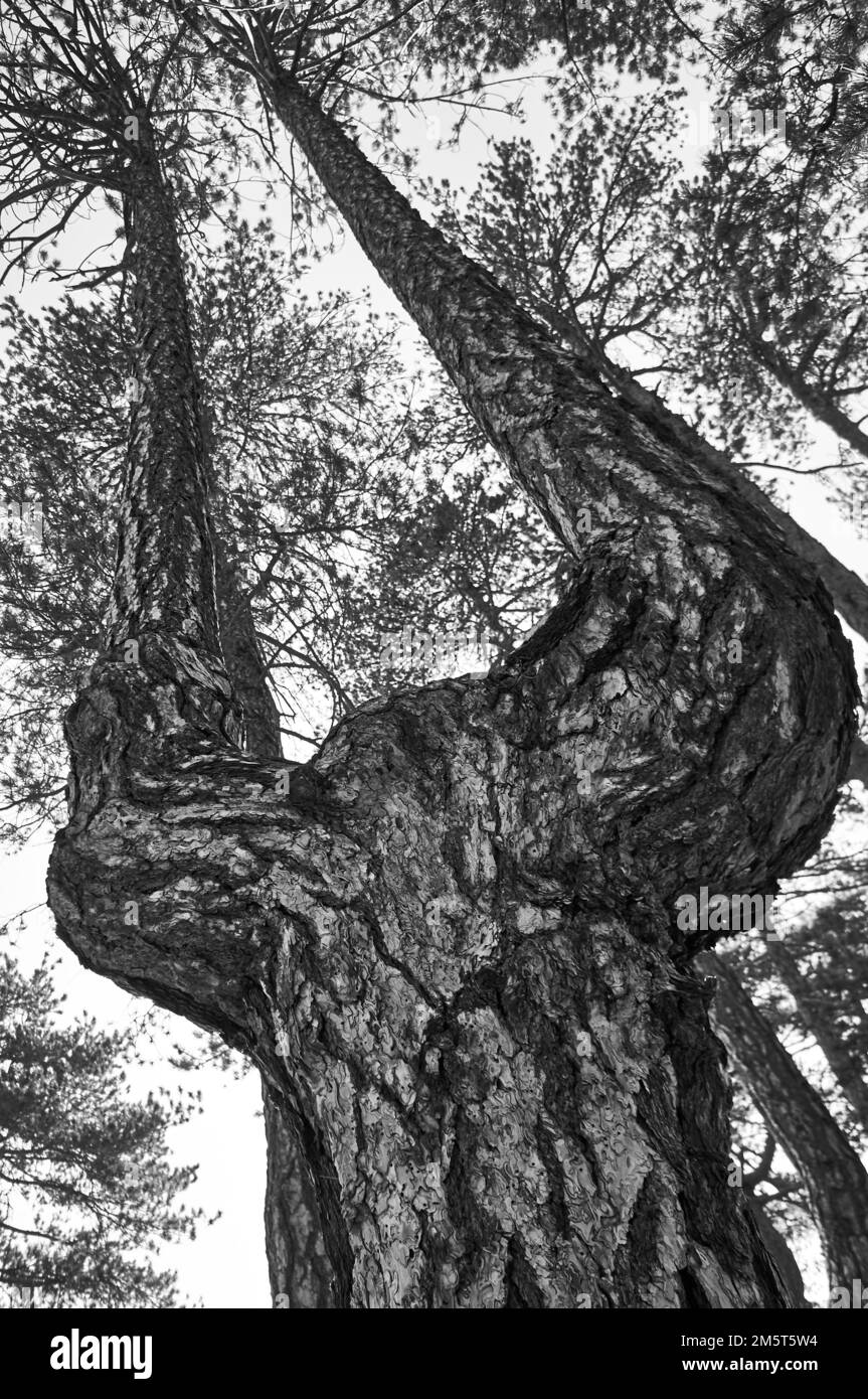 A pine tree with double trunk at Troodos mountain, Cyprus. Stock Photo