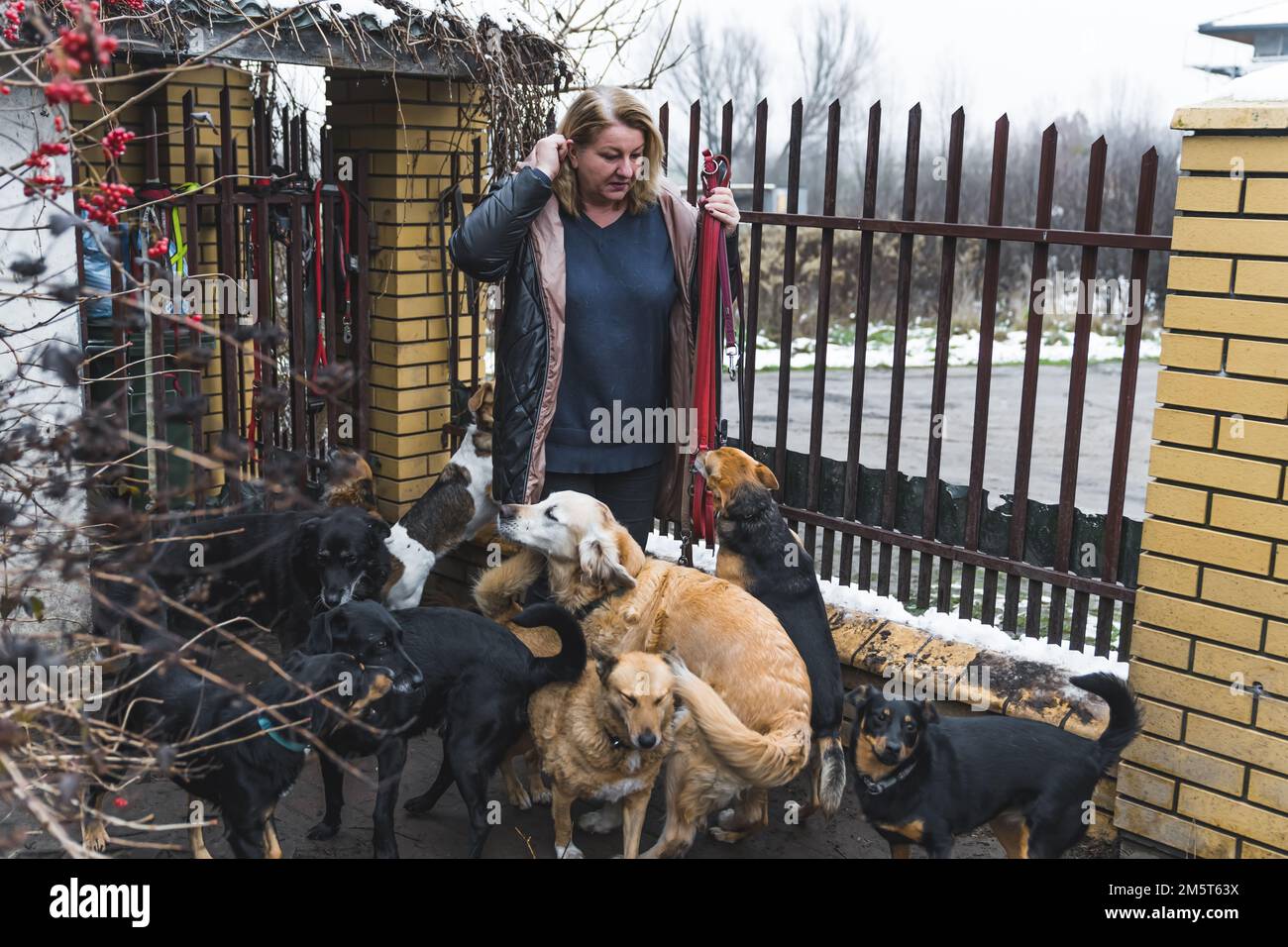 Dog shelter owner - middle-aged caucasian woman dressed in warm coat - holds red leashes and is surrounded by excited mix-breed dogs. Voluntary dog walking. High quality photo Stock Photo