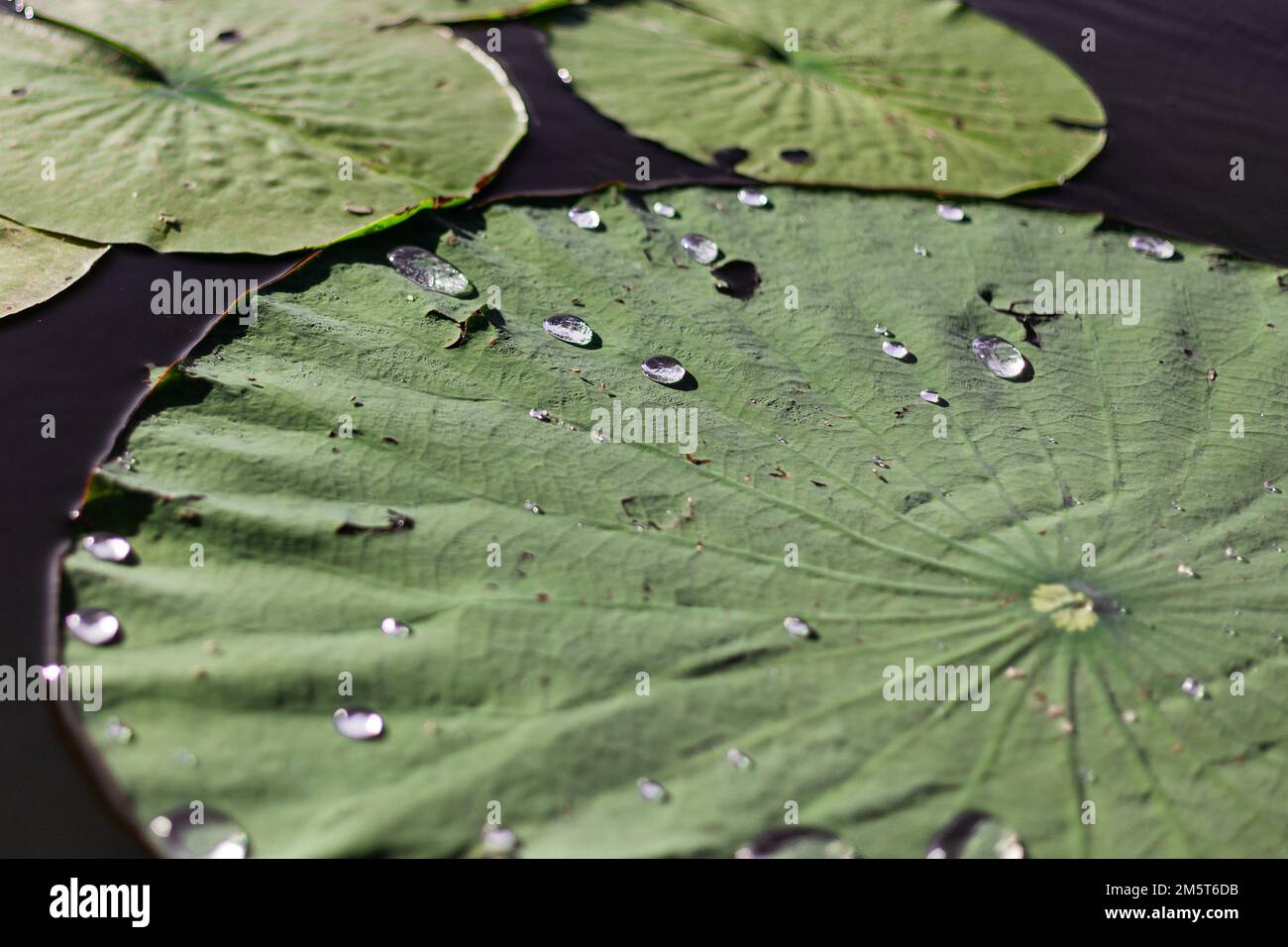Water Droplets on Lily Pad Stock Photo