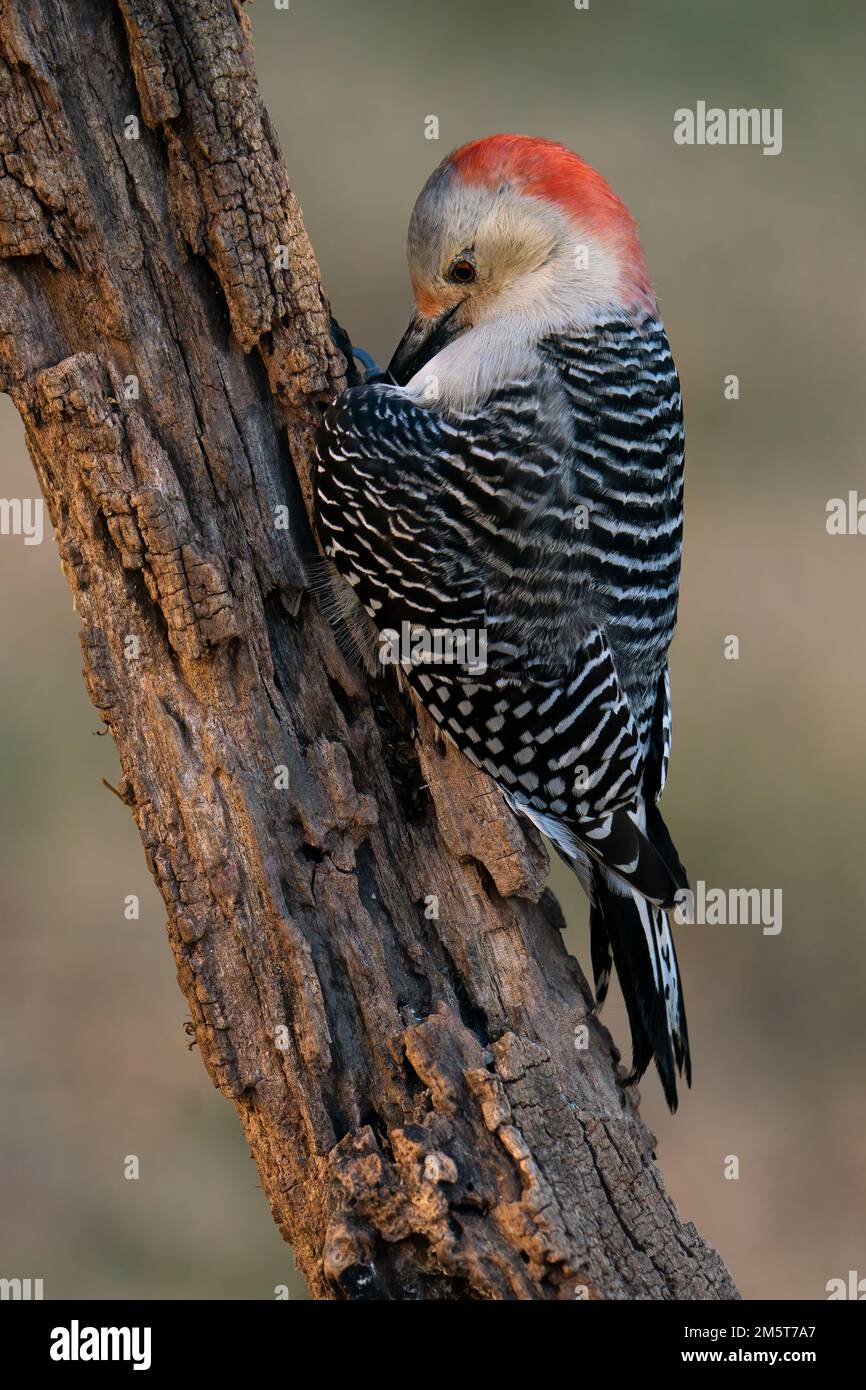 A red-bellied woodpecker latched to a tree. Stock Photo