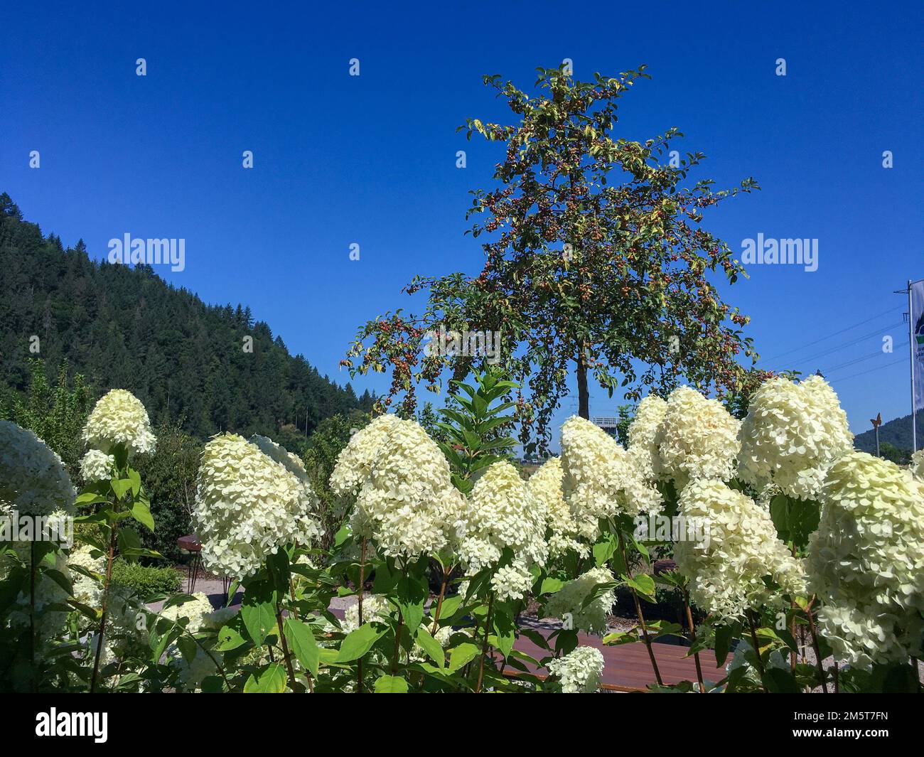 Weiße Rispen Hortensie, Hydrangea paniculata, im Sommer Stock Photo