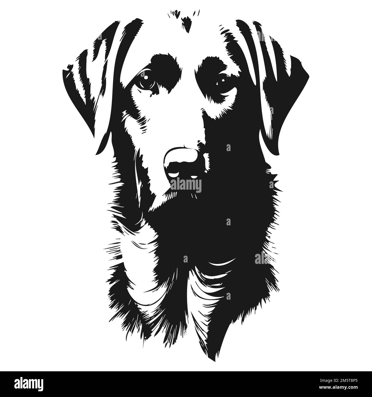 pics of labradors hand drawn vector black and white Stock Vector Image