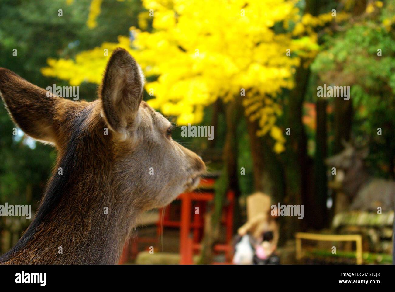 deer overlooking park in Nara, Japan Stock Photo