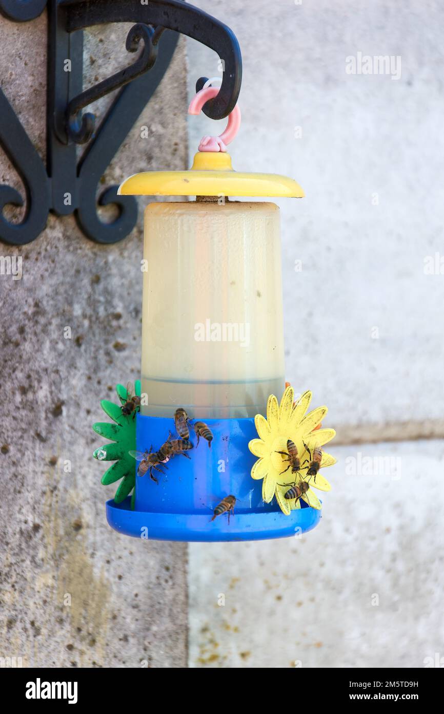 Group of honey bees gathering sugar water from a hummingbird feeder