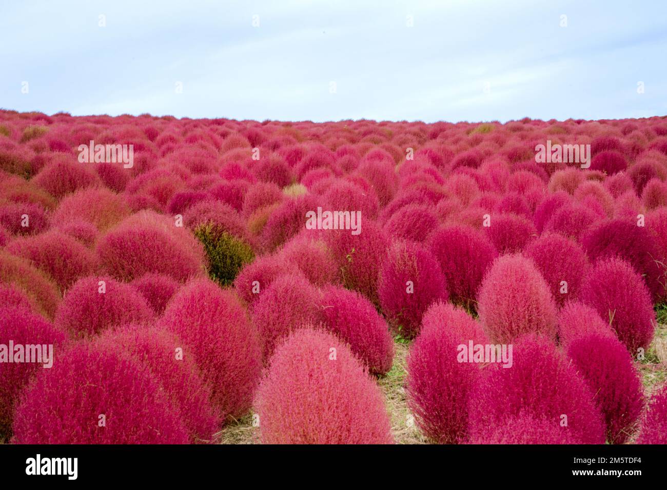 Cochia hi-res stock photography and images - Alamy