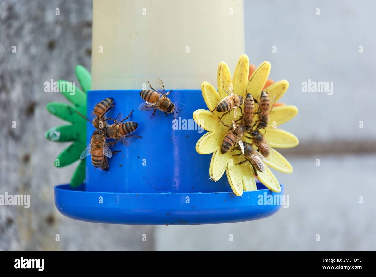 Close-up of group of honey bees gathering sugar water from a hummingbird feeder. Stock Photo