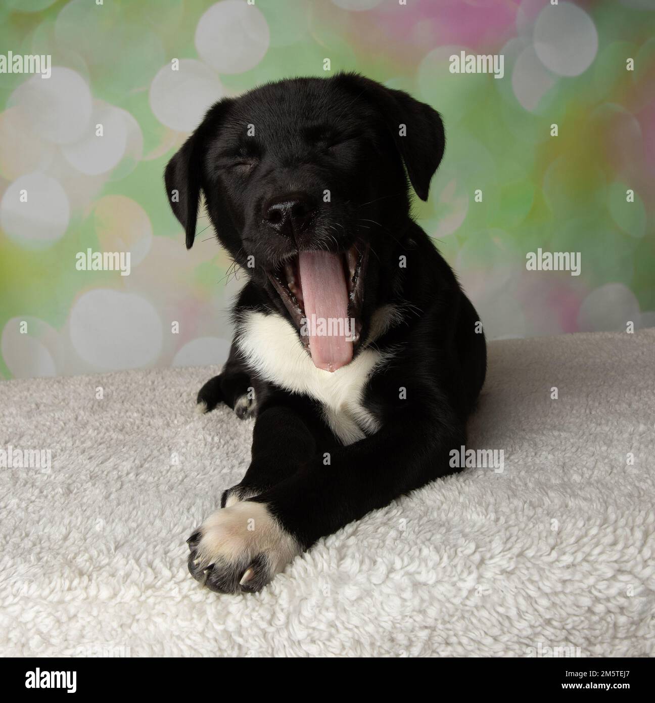 cute black and white mastiff lab mix puppy yawning Stock Photo Alamy