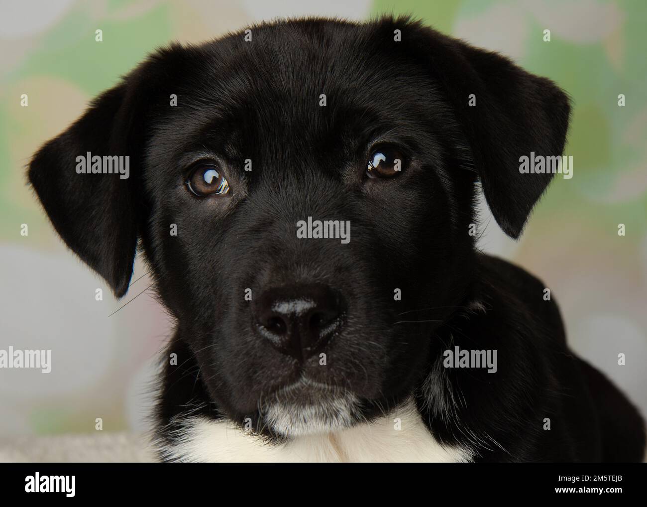 cute black and white mastiff lab mix puppy close up face Stock Photo