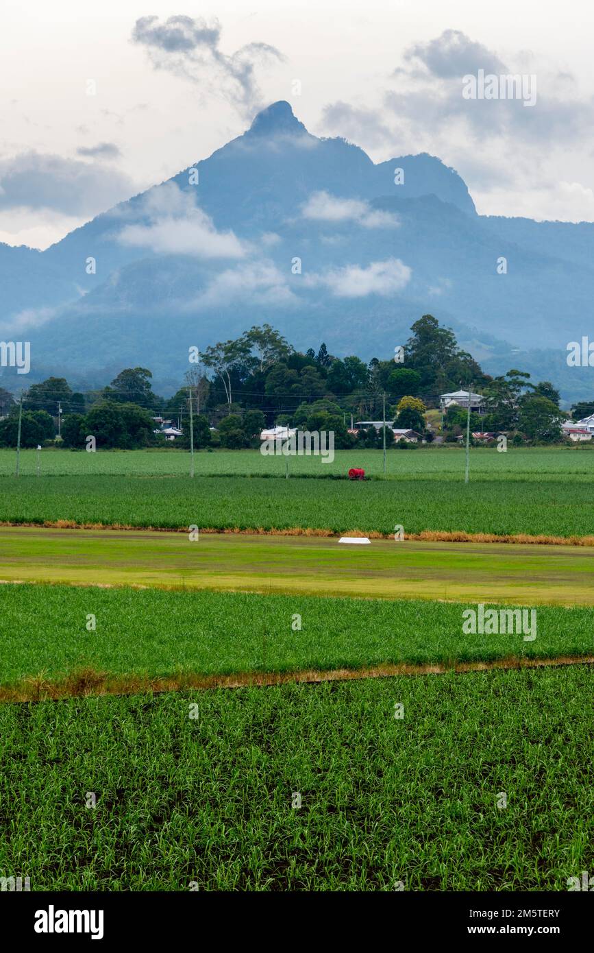 View of Mount Warning (Wollumbin) across the cane fields of