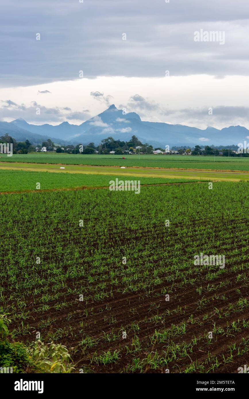 View of Mount Warning (Wollumbin) across the cane fields of