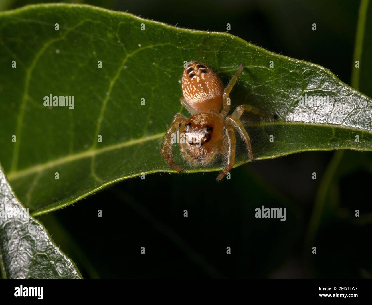 Garden Jumping Spiders Stock Photo Alamy