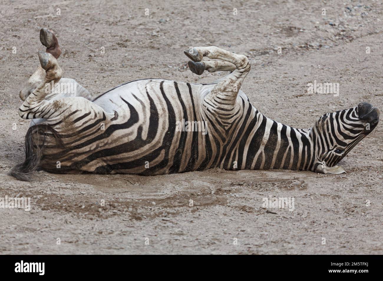 Zebra sleeping on the back . Tired animal Stock Photo Alamy