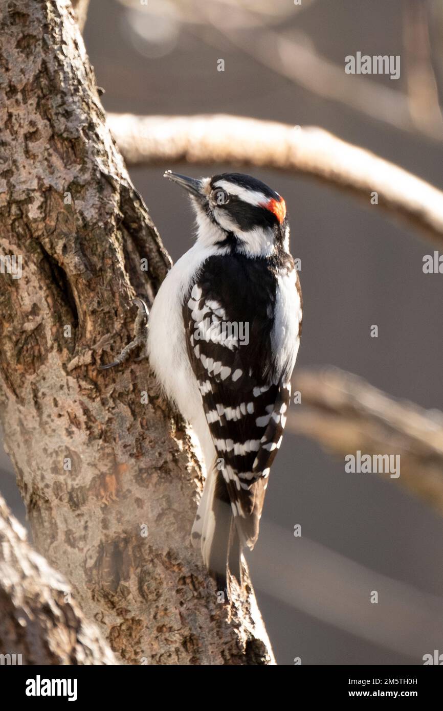 A downy woodpecker perched on a tree in Massachusetts Stock Photo