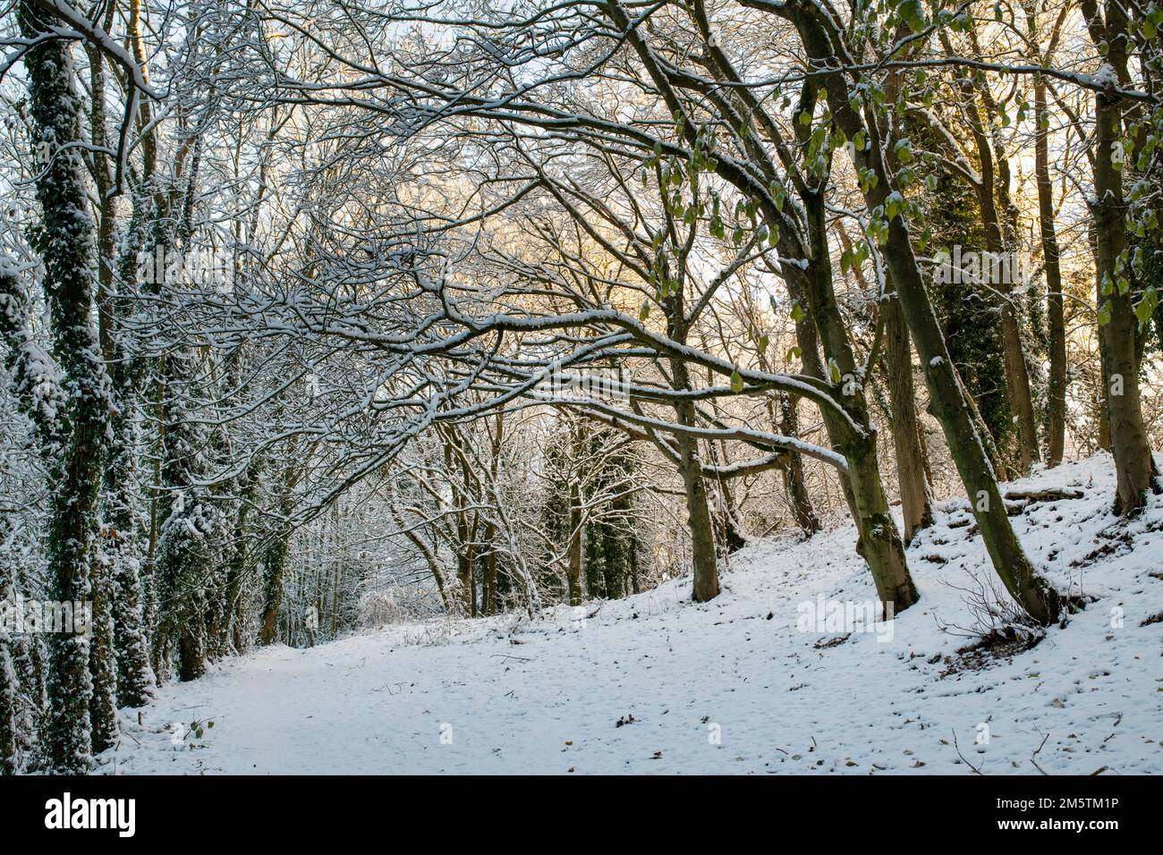 Trees in the snow on Broadway Hill along the cotswold way. Broadway