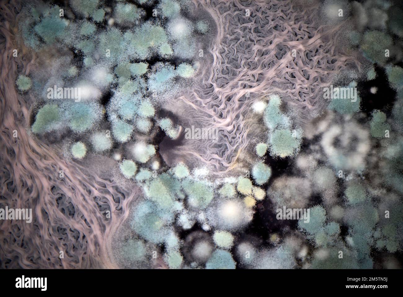 Various colorful types of mold growing on beer and wine lees left in a