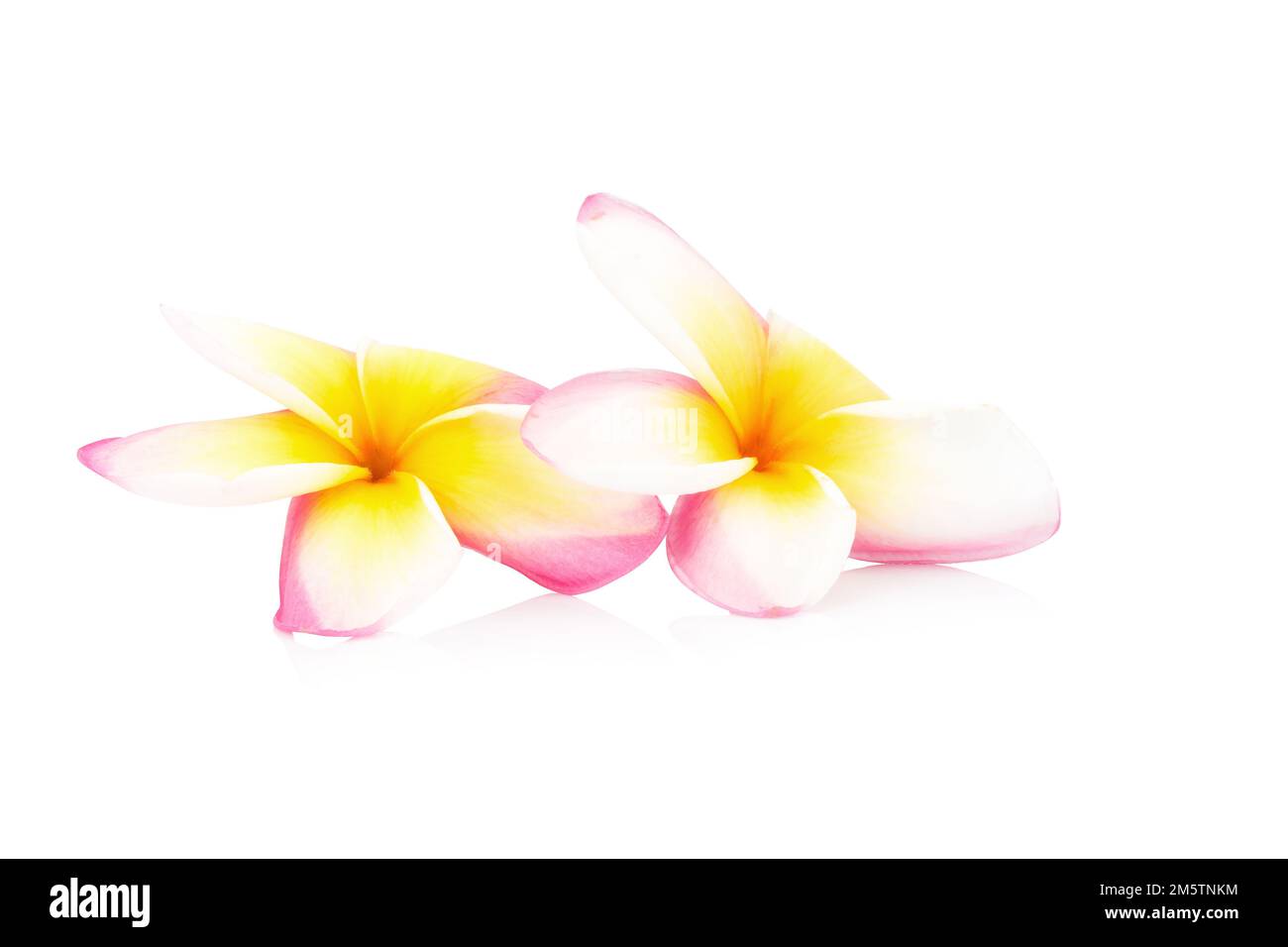 frangipani. plumeria. temple tree. graveyard tree. flower. isolated on white background. Stock Photo
