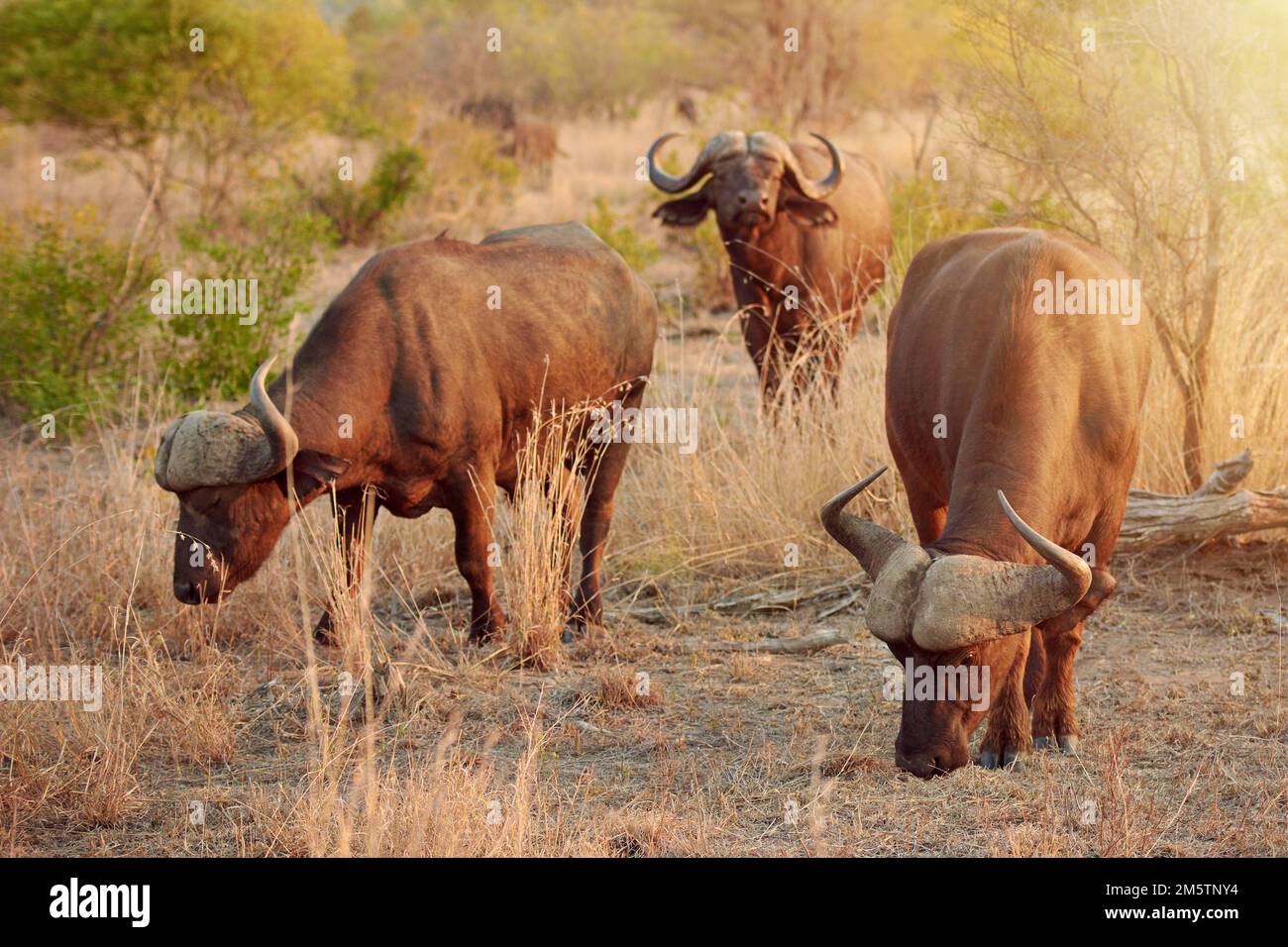 Herd animals hi-res stock photography and images - Alamy