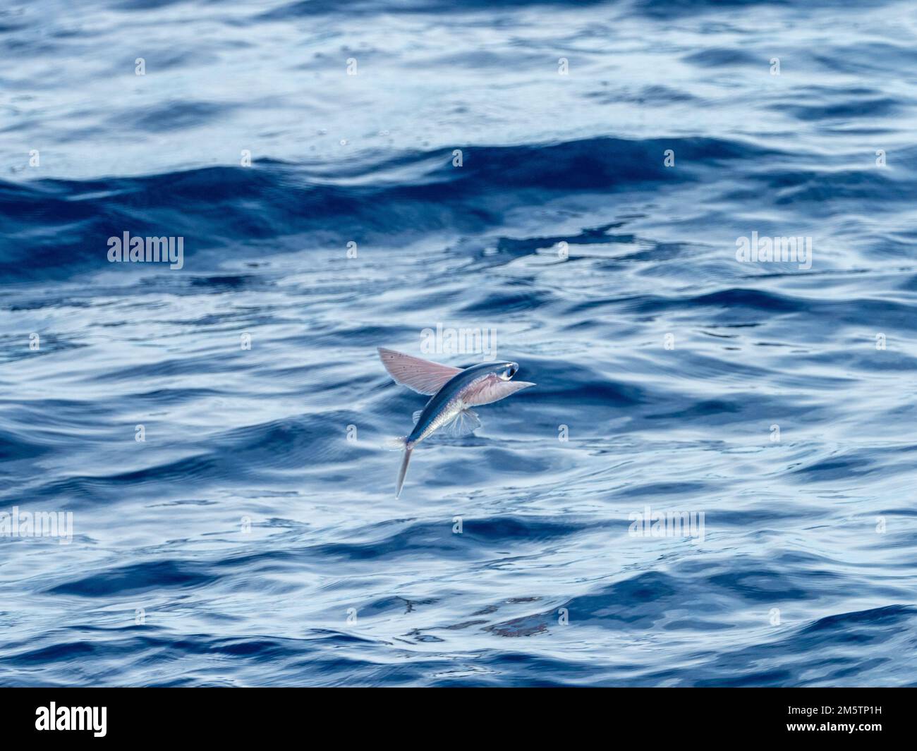 Flying fish gliding on glassy sea in the Coral Sea Vanuatu 2022 Stock
