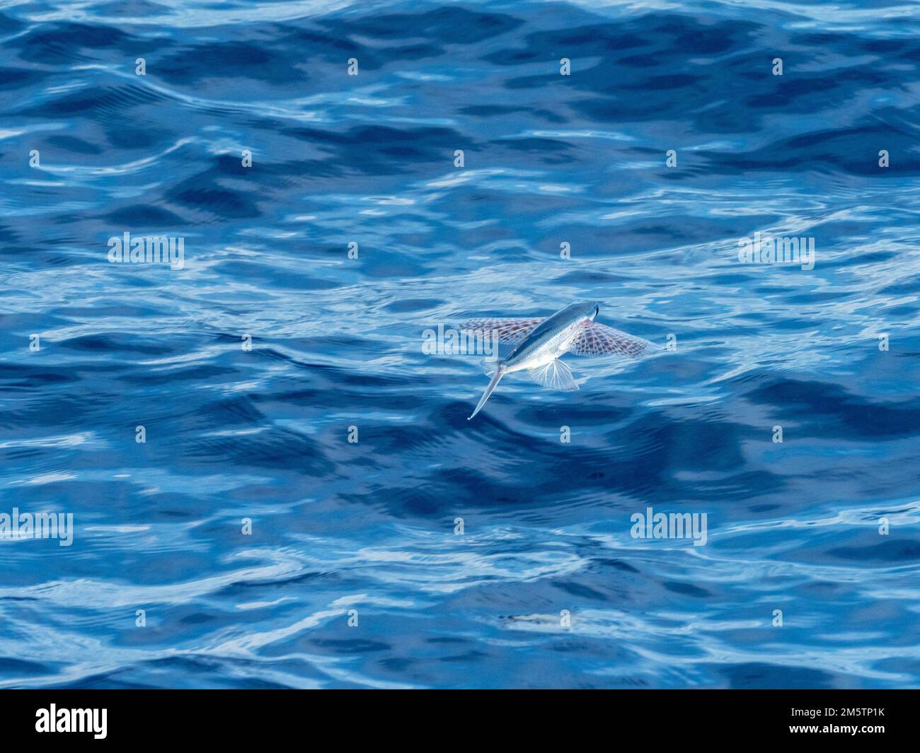 Flying fish gliding on glassy sea in the Coral Sea Vanuatu 2022 Stock