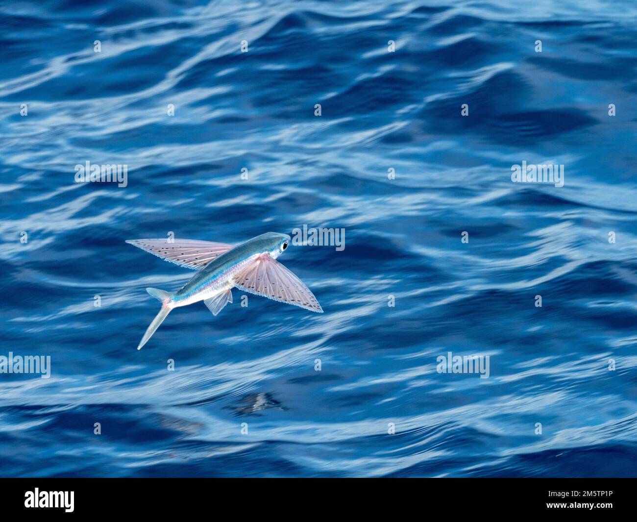 Flying fish gliding on glassy sea in the Coral Sea Vanuatu 2022 Stock
