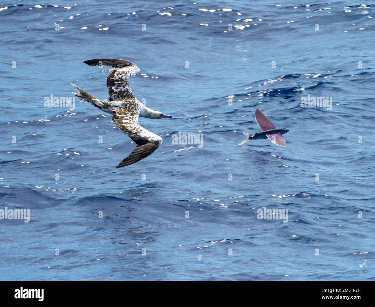 Red-footed booby, Sula sula, chasing Flying fish gliding on glassy sea in the Coral Sea Vanuatu 2022 Stock Photo