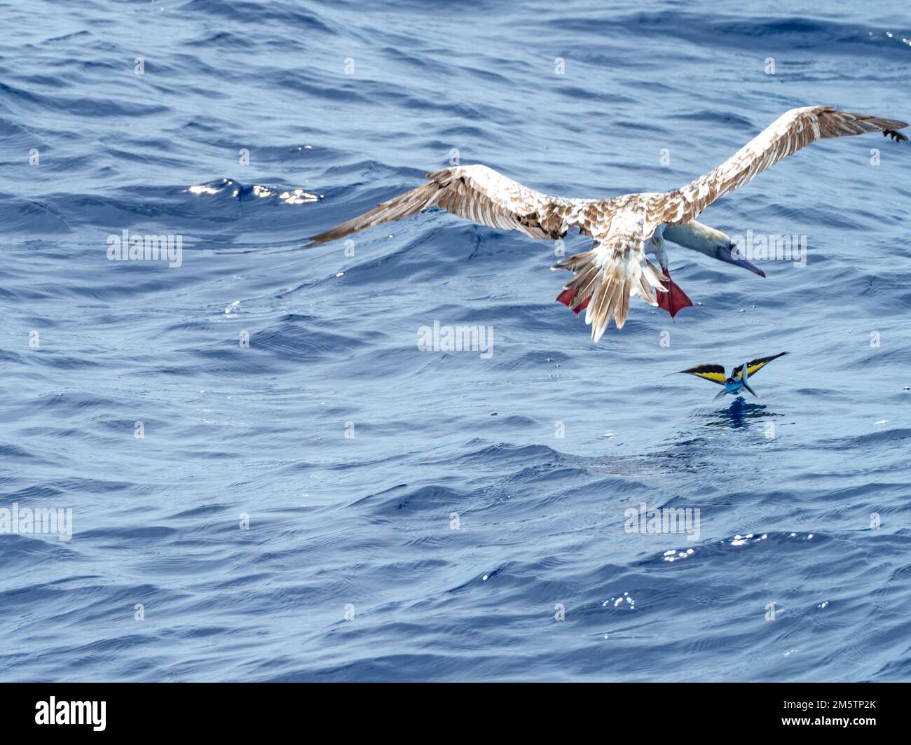 Red-footed booby, Sula sula, chasing Flying fish gliding on glassy sea in the Coral Sea Vanuatu 2022 Stock Photo