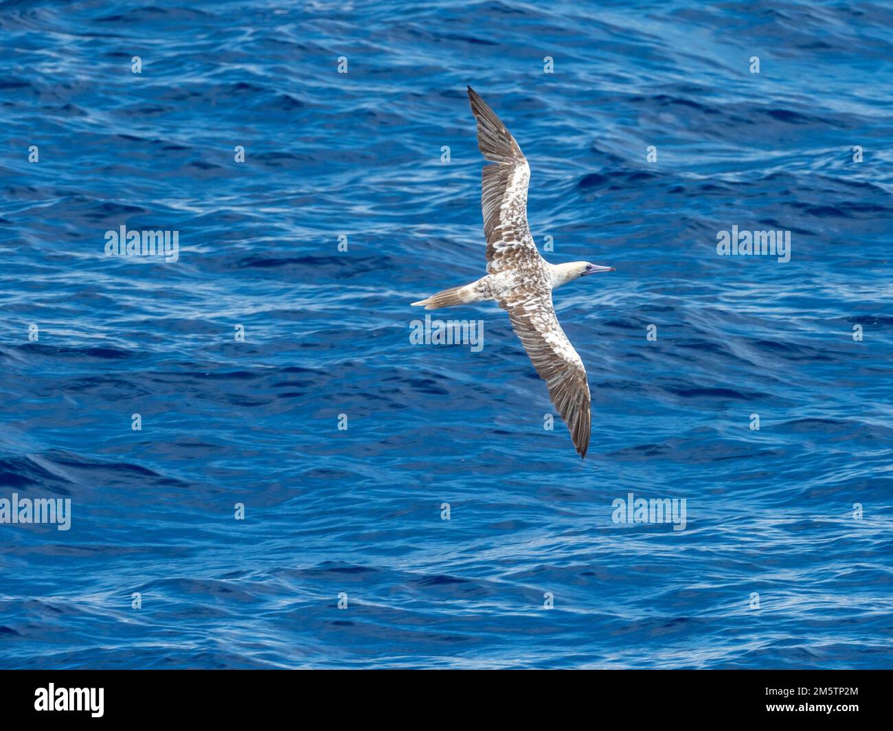 Red-footed booby, Sula sula, chasing Flying fish gliding on glassy sea in the Coral Sea Vanuatu 2022 Stock Photo