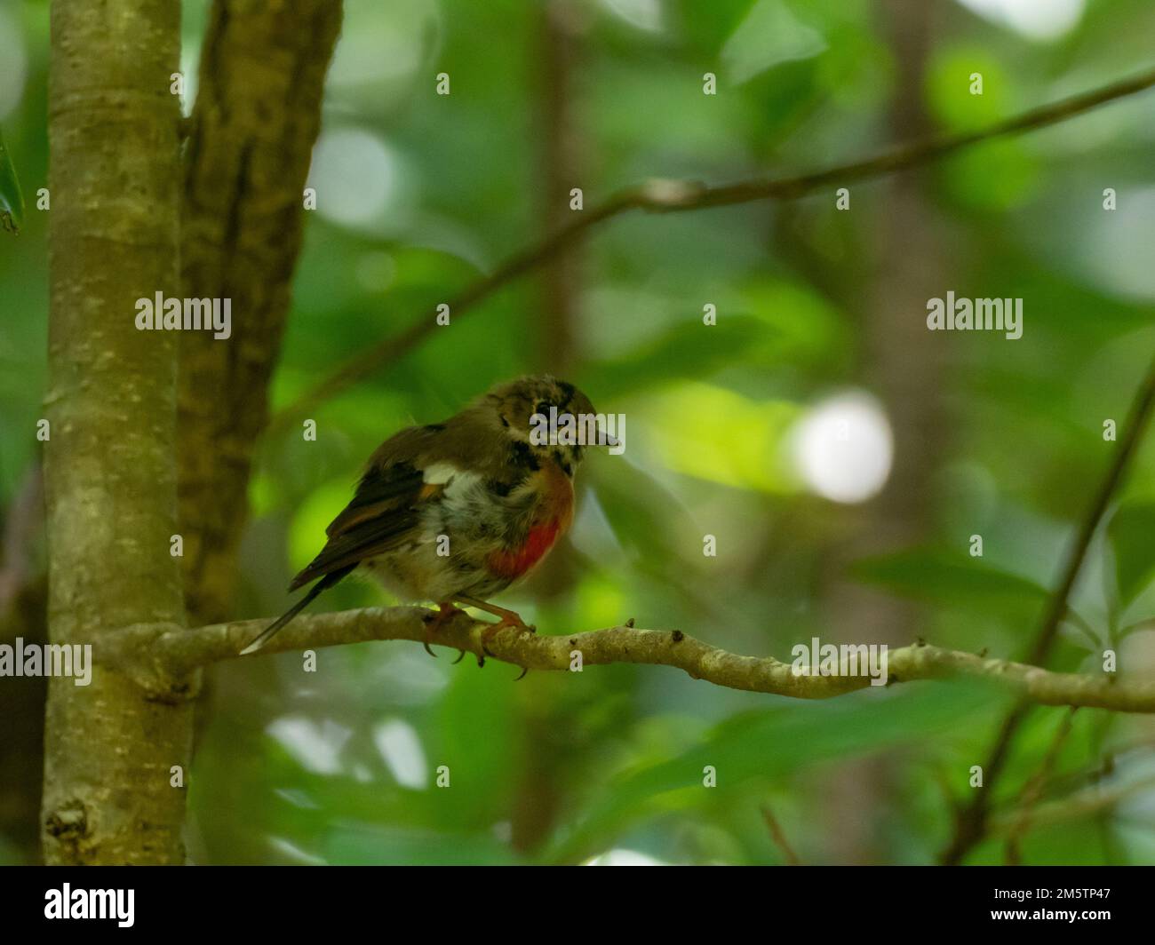 Norfolk Robin, Petroica multicolor, an endemic bird found only on Norfolk Island, Australia Stock Photo