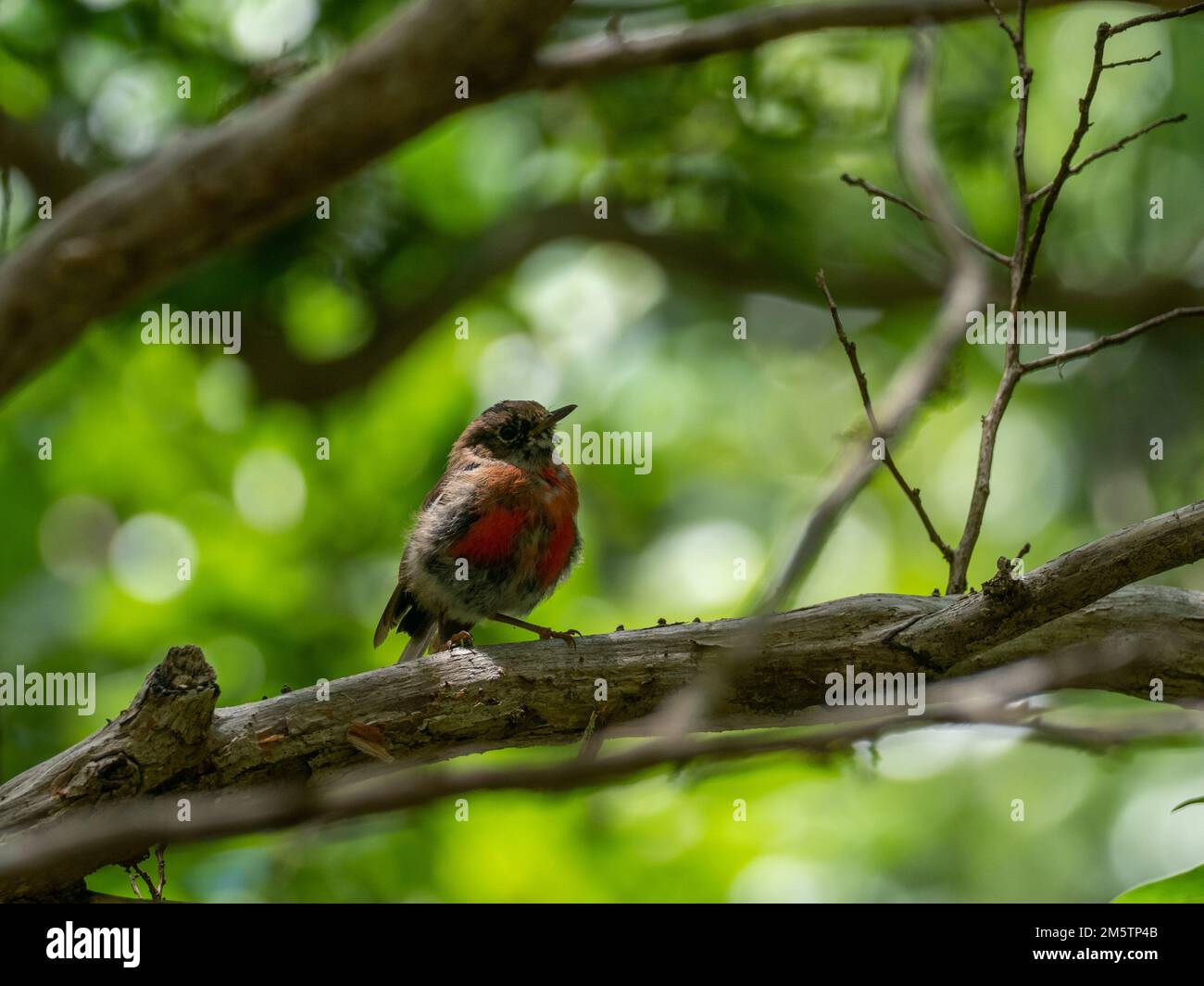 Norfolk Robin, Petroica multicolor, an endemic bird found only on Norfolk Island, Australia Stock Photo