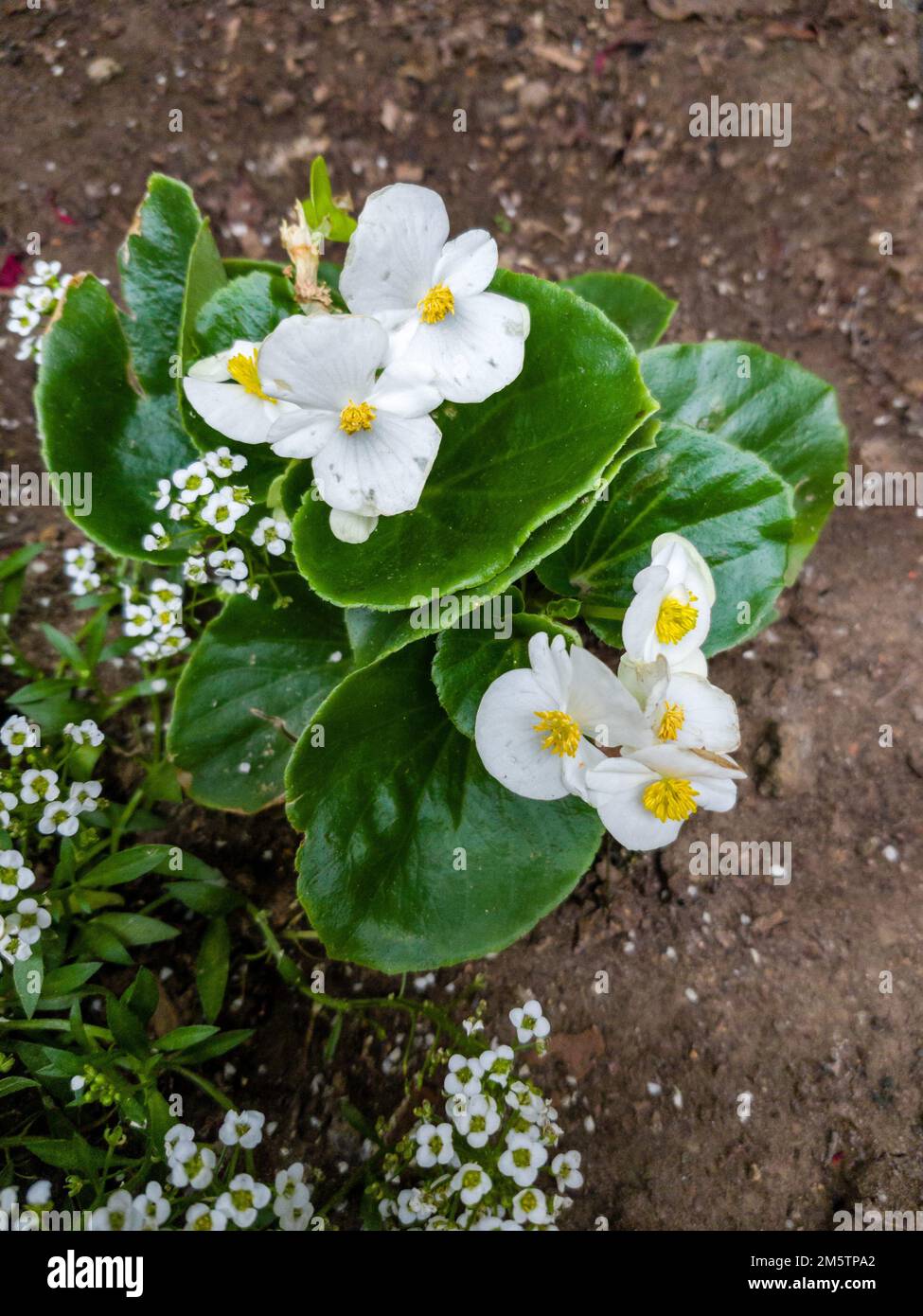 Closeup photo of a Wax Begonia (Begonia semperflorens ) flower. Stock Photo