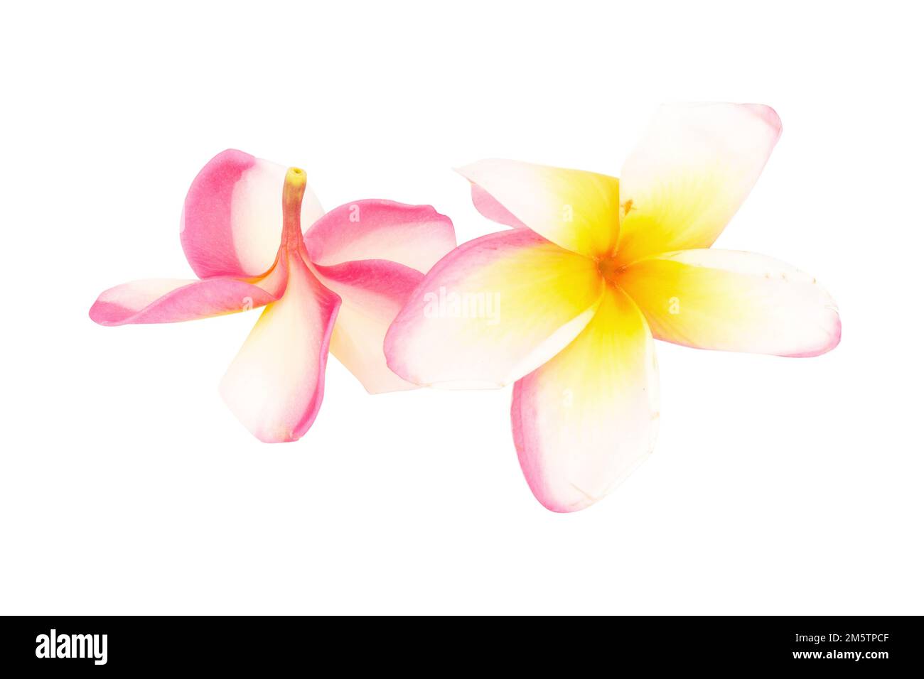 frangipani. plumeria. temple tree. graveyard tree. flower. isolated on white background. Stock Photo