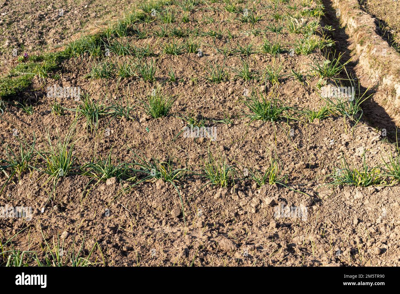 Planting onion seedling garden hi-res stock photography and images - Alamy