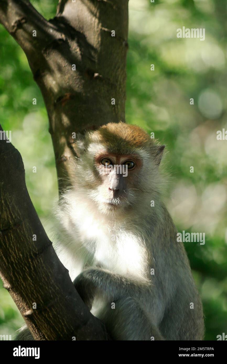 Exotic in many areas hi-res stock photography and images - Alamy