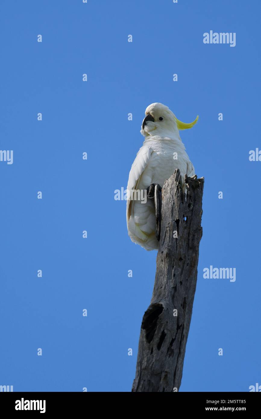 An Australian Sulphur-crested Cockatoo -Cacatua galerita- bird perched on an old tree stump against a blue sky looking to camera Stock Photo