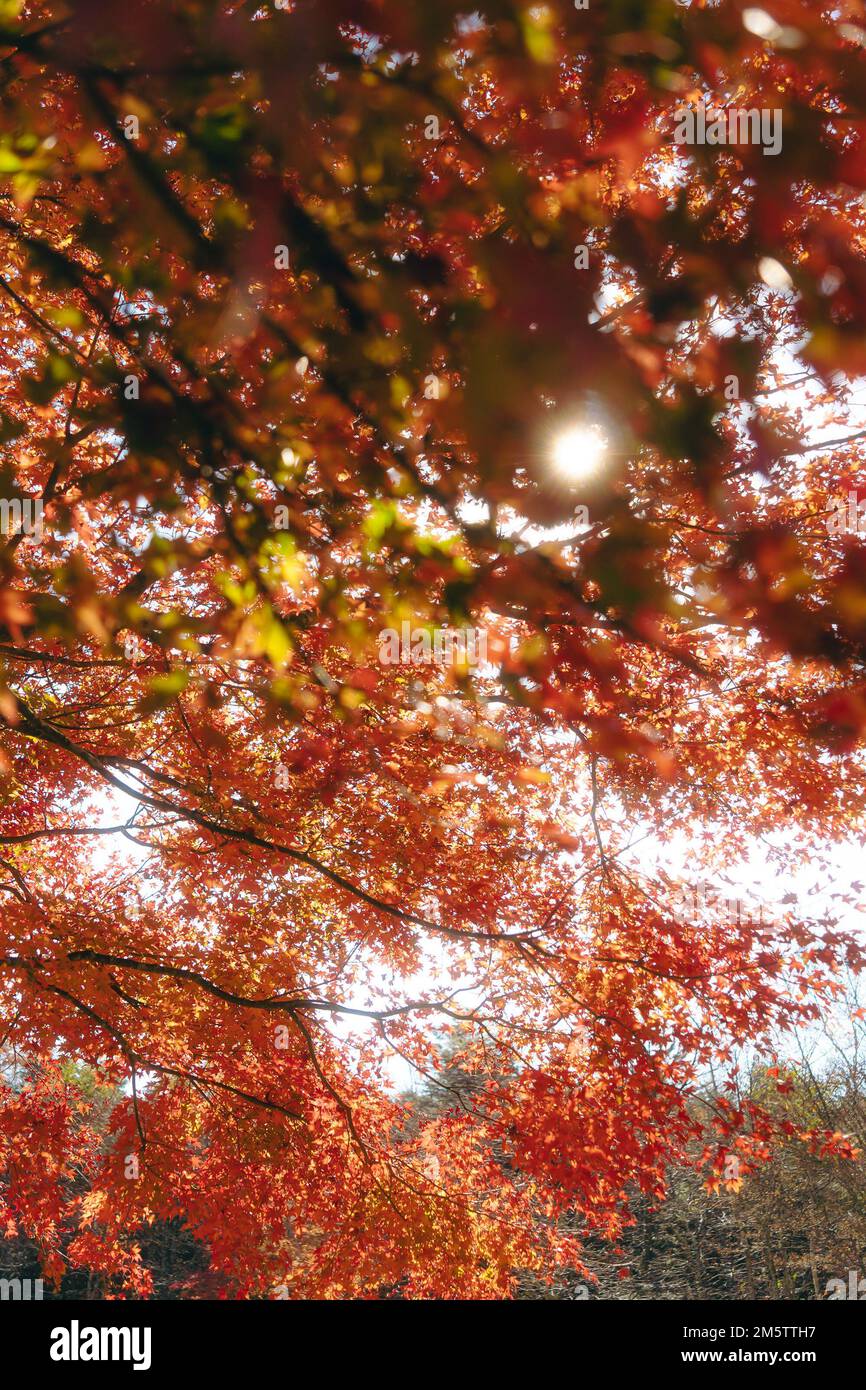 Maple tree leafs during autumn Stock Photo