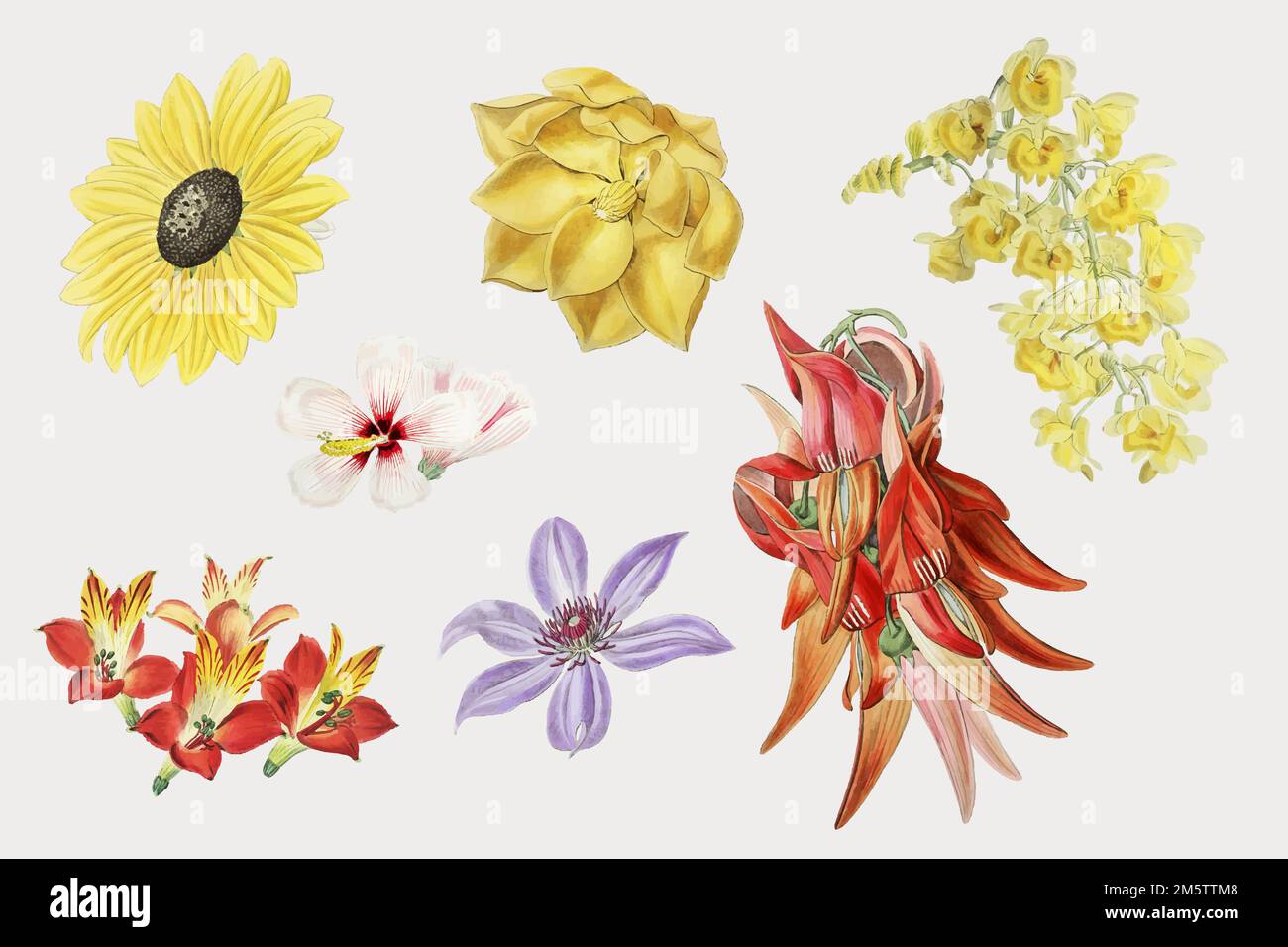 Colorful flower set hand drawn vector Stock Vector Image & Art - Alamy