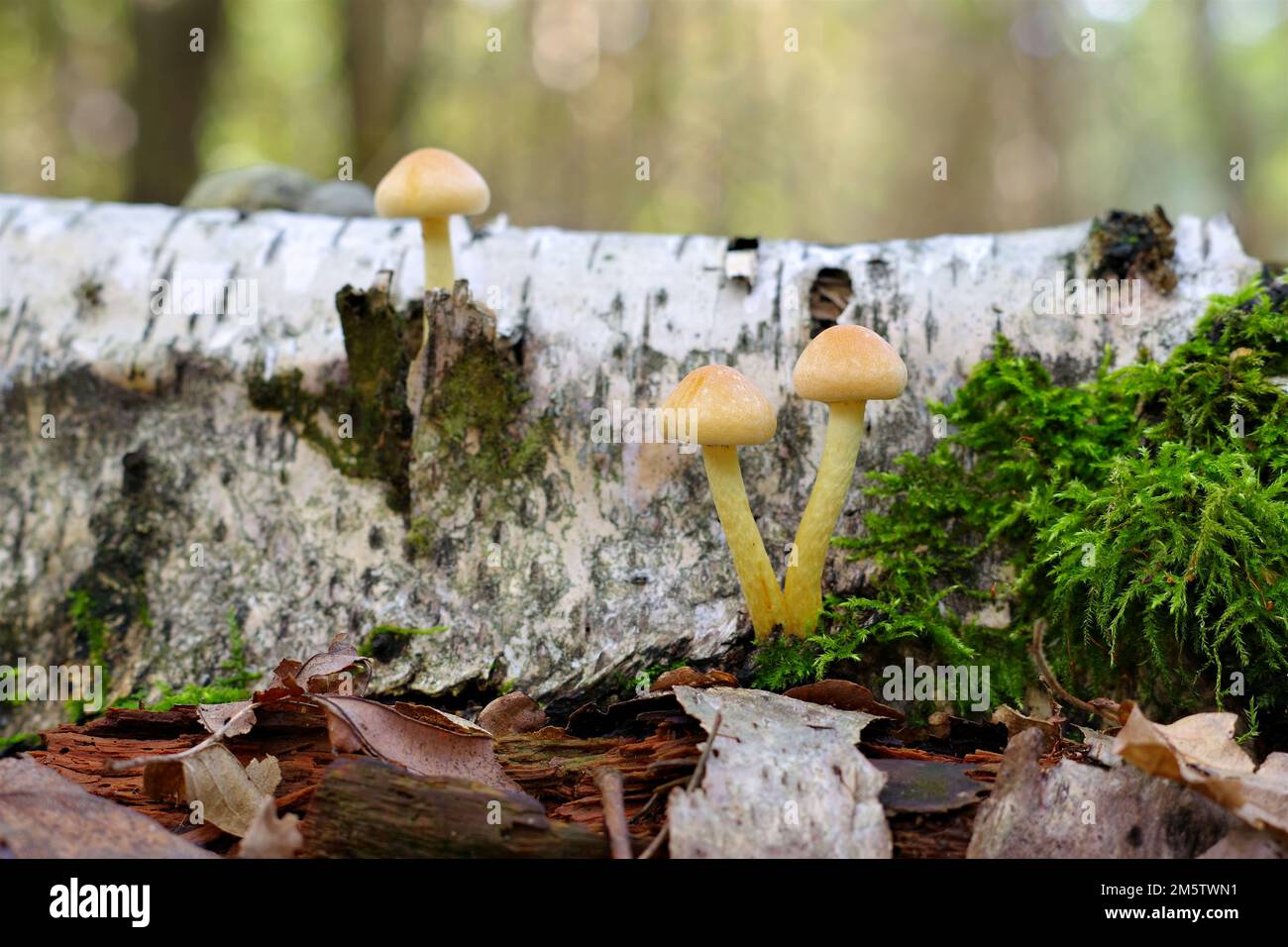 clustered woodlover or Hypholoma fasciculare in autumn forest Stock Photo