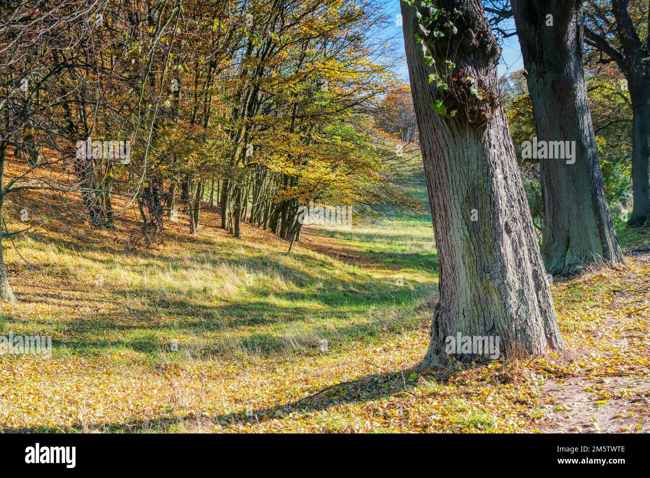 a nice lime tree avenue in autumn Stock Photo